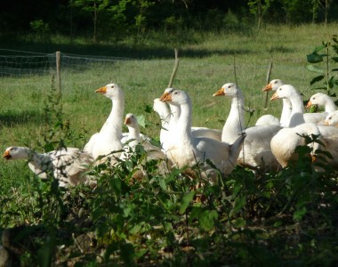 Les oies se nourrissent de grains et d'herbe