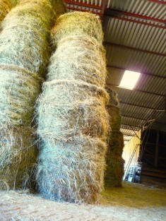 Bottes de foins stockées dans la bergerie