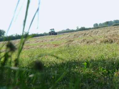 François fane le foin