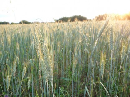Coucher de soleil sur le triticale