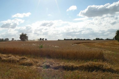 La récolte du triticale-pois