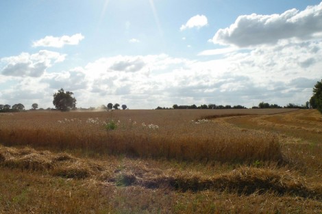 La récolte du triticale-pois