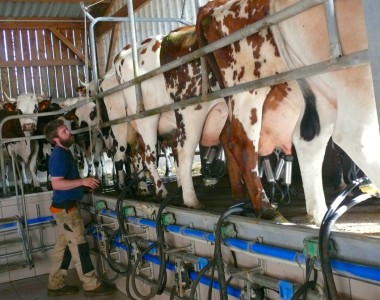 Pierre-Jean peut traire 5 vaches à la fois