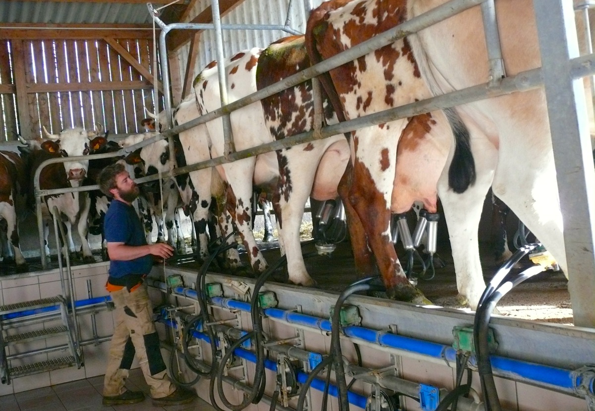 Vaches Qui Rentrent Pour La Traite GCDJ Vaches Qui Rentrent Pour La Traite GCDJ