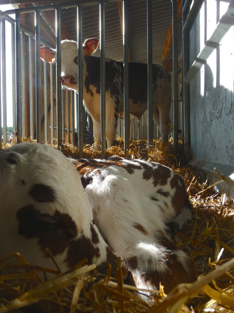 Les veaux | Ferme de la Fayaudrie
