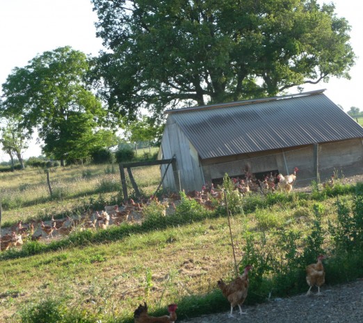 Les poulets sur leur parcours herbeux