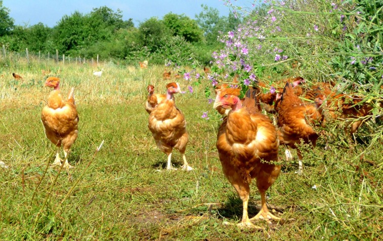 Les poulets mangent aussi de l'herbe !