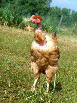 Nos poulets sont de race cou-nu