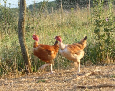 En promenade