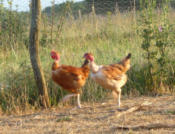 En promenade