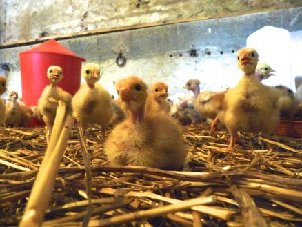 Les poussins arrivent à 1 jour sur la ferme